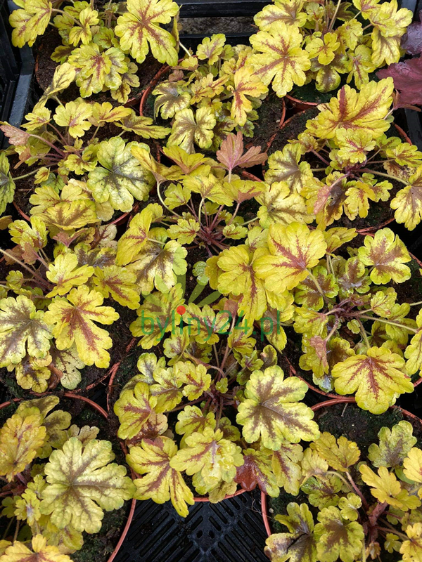 Żuraweczka 'Gold Zebra' - Heucherella  'Gold Zebra'