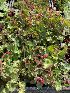 Żurawka krwista 'Ruby Bells' - Heuchera sanguinea  'Ruby Bells'