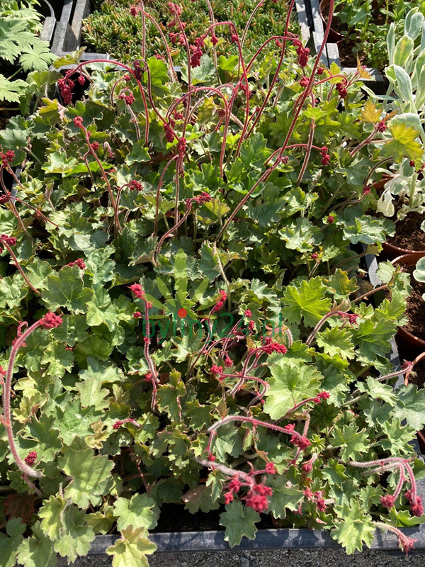 Żurawka krwista 'Ruby Bells' - Heuchera sanguinea  'Ruby Bells'