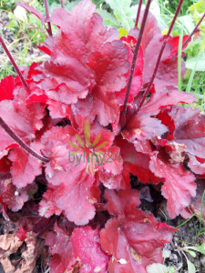 Żurawka ogrodowa 'Fire Chief' - Heuchera hybrida   'Fire Chief'