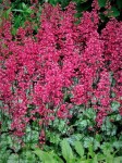 Żurawka ogrodowa 'Paris' - Heuchera hybrida  'Paris'