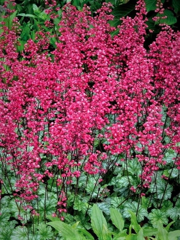 Żurawka ogrodowa 'Paris' - Heuchera hybrida  'Paris'