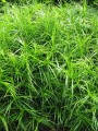 Carex muskingumensisCarex muskingumensis1-1.jpg
