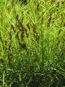 Turzyca palmowa - Carex muskingumensis