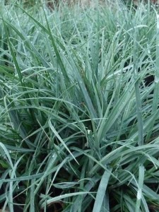 Turzyca 'Blue' - Carex  'Blue'