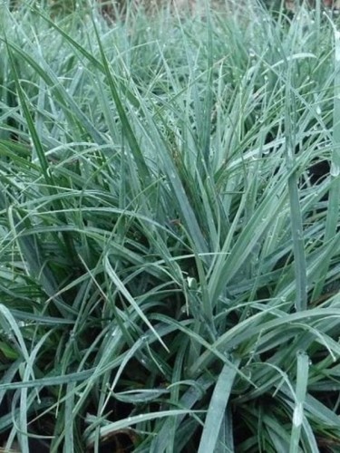Carex 'Blue'Carex 'Blue'-1.jpg