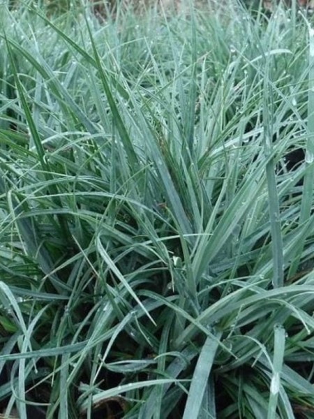 Carex 'Blue'Carex 'Blue'-1.jpg
