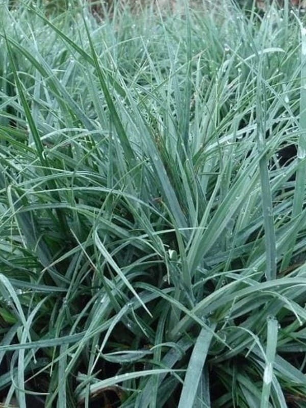 Turzyca 'Blue' - Carex  'Blue'