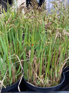 Turówka wonna / Trawa żubrowa - Hierochloe odorata