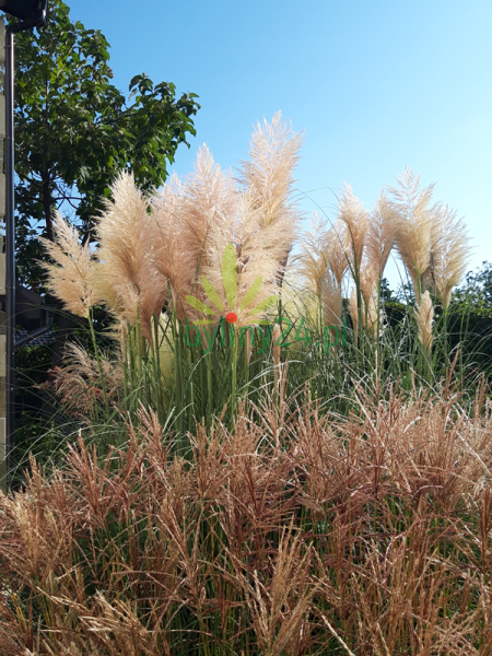 pampas różowy20190910_090455-2.png
