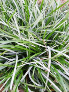 sesleria skalna604-2.png