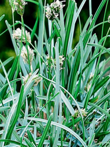 sesleria skalna605-1.png