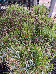 Sesleria skalna - sesleria caerulea