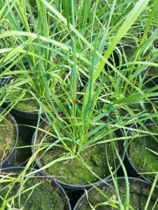 pampas rose2097-2.png