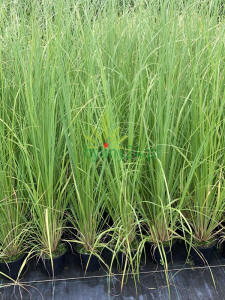 pampas rose2366-1.png