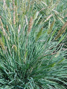 Strzęplica sina  'Coolio' - Koeleria glauca  'Coolio' 