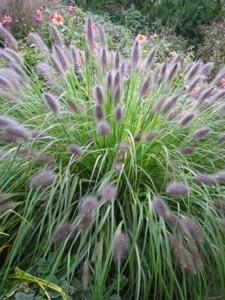 Rozplenica japońska 'Moudry' - Pennisetum alopecuroides  'Moudry'