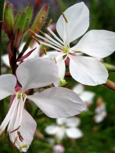 Gaura Lindheimera 'Gambit White' - Gaura lindheimeri 'Gambit White'