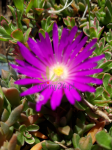 Słonecznica  Cooperi -   Delosperma