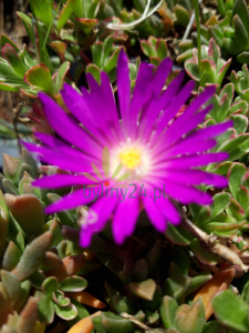 Słonecznica  Cooperi -   Delosperma