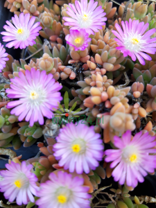 Słonecznica  'Jewel of Desert Rosenquarz' -  Delosperma    'Jewel of Desert Rosenquarz'