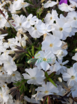 Floks szydlasty 'White Delight' - Phlox subulata 'White Delight'