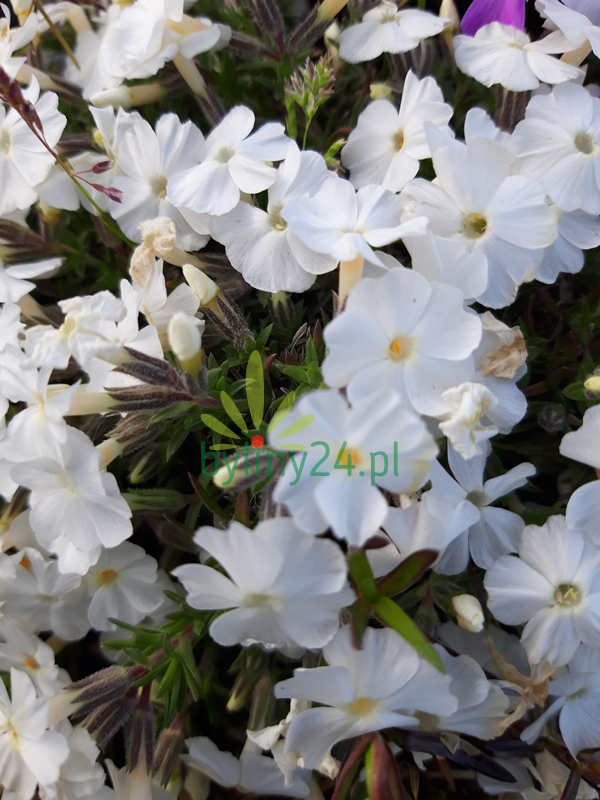 Floks szydlasty 'White Delight' - Phlox subulata 'White Delight'