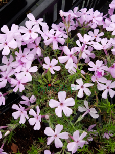 Floks Douglasa 'Lilac Cloud' - Phlox douglasii  'Lilac Cloud'