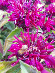 Pysznogłówka szkarłatna ‘Knight  Purple' - Monarda didyma   ‘Knight  Purple' 