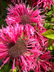 Pysznogłówka szkarłatna  'Melua Pink' - Monarda didyma  'Melua Pink' 