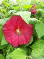 20190821_132738.png