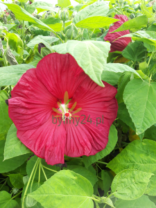 Hibiskus bylinowy  'Nippon Red' - Hibiscus  moscheutos 'Nippon Red'