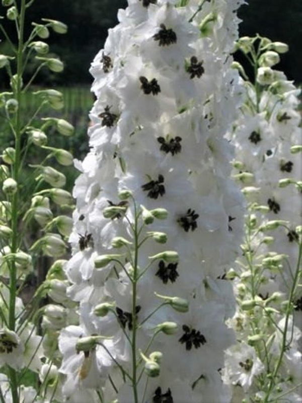 Ostróżka ogrodowa Magic Fountain'White /Dark Bee' - Delphinium cultorum Magic Fountain 'White /Dark Bee'
