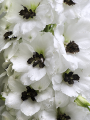 ostróżkaDelphinium-blk-eye-angels7-11.png
