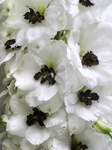 ostróżkaDelphinium-blk-eye-angels7-11.png