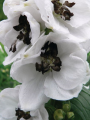 ostróżkaDelphinium-cultorum-Magic-Fountain-White-Dark-Bee_11601_1-12.png