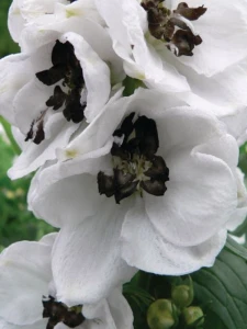 ostróżkaDelphinium-cultorum-Magic-Fountain-White-Dark-Bee_11601_1-12.png