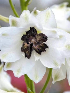 ostróżkaDEWD_0_Delphinium_magic_fountains_White_Dark_Bee_ben.1510944930-19.png