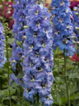 Ostróżka ogrodowa Magic Fountains 'Sky Blue /White Bee' -  Delphinium cultorum  Magic Fountains' Sky Blue /White Bee'                        