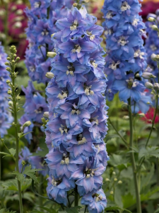 Ostróżka ogrodowa Magic Fountains 'Sky Blue /White Bee' -  Delphinium cultorum  Magic Fountains' Sky Blue /White Bee'                        