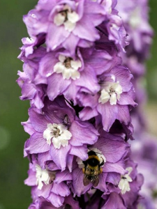 Ostróżka ogrodowa Magic Fountains 'Lilac Pink/White Bee' - Delphinium cultorum  Magic Fountains 'Lilac Pink/White Bee'