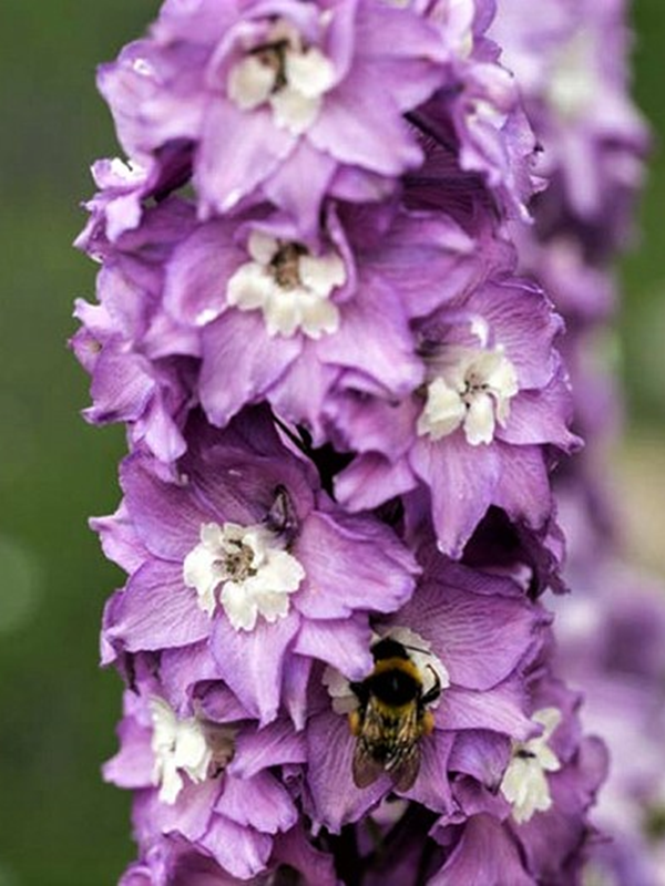 Ostróżka ogrodowa Magic Fountains 'Lilac Pink/White Bee' - Delphinium cultorum  Magic Fountains 'Lilac Pink/White Bee'