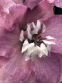 ostróżka1111DECB_0a_Delphinium_Cherry_Blossom_ben.1509554234-33.png