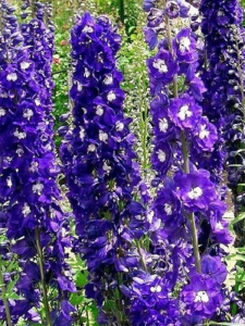 Ostróżka ogrodowa  Magic Fountains 'Dark Blue/White Bee' -   Delphinium cultorum Magic Fountains 'Dark Blue/White Bee'                                       '
