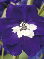ostróżkadark blue white bee-6.png