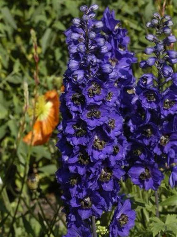 Ostróżka ogrodowa Magic Fountains' Dark Blue/DarkBee' -  Delphinium cultorum  Magic Fountains 'Dark Blue/DarkBee'