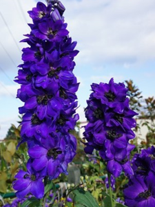 ostróżkaDark blue dark bee2-5.png