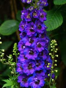 ostróżkadark blue dark bee-4.png