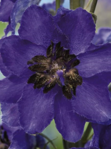 ostróżkadelphinium-elatum-magic-fountains-dark-blue-with-dark-bee-k2400-1-14.png