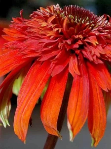 ECHP_1wa_Echinacea_Hot_Papaya.png